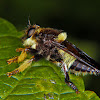 Robber fly