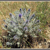 globe thistles