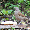 Sabiá-barranco (Pale-breasted Thrush)