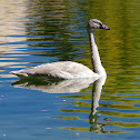 Trumpeter Swan