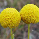 Swamp Billy-buttons