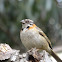 chestnut collared sparrow