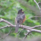 Eastern Towhee