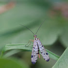 Scorpionfly (female)