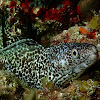 Spotted Moray Eel