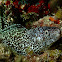 Spotted Moray Eel