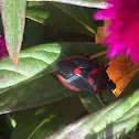 Florida Predatory Stink Bug