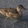 Mallard duck