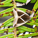 Triangular Striped Moth