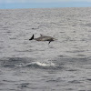 Spinner dolphin