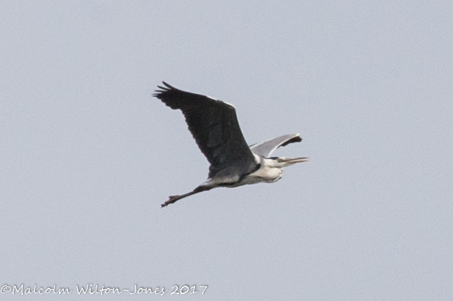 Grey Heron; Garza Real