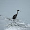 Great blue heron