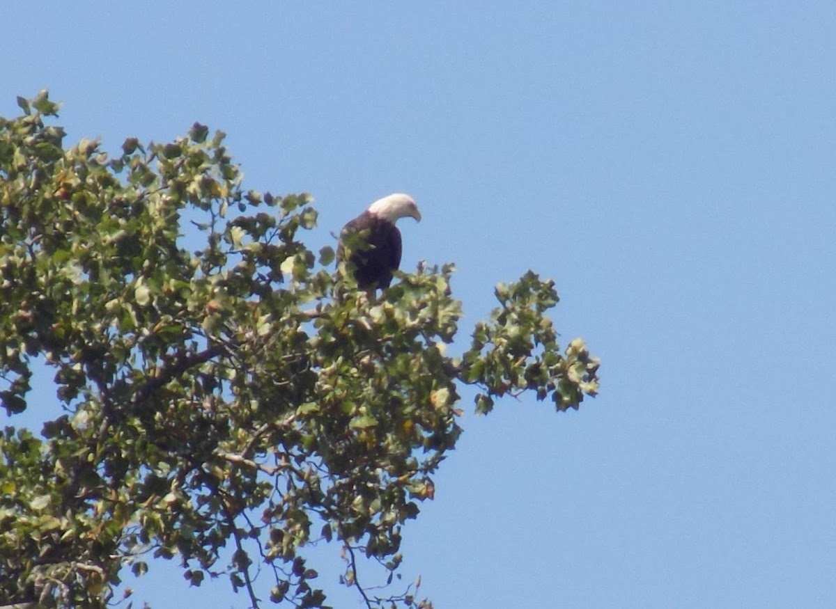 Bald Eagle