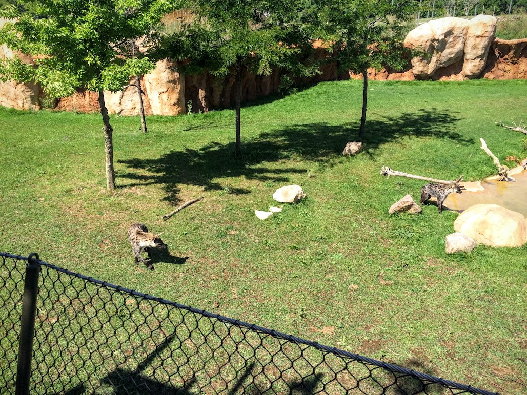 Hyenas playing around in the water hole area before the Cheetah run began.