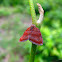 plant hopper