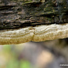 corticioid fungi