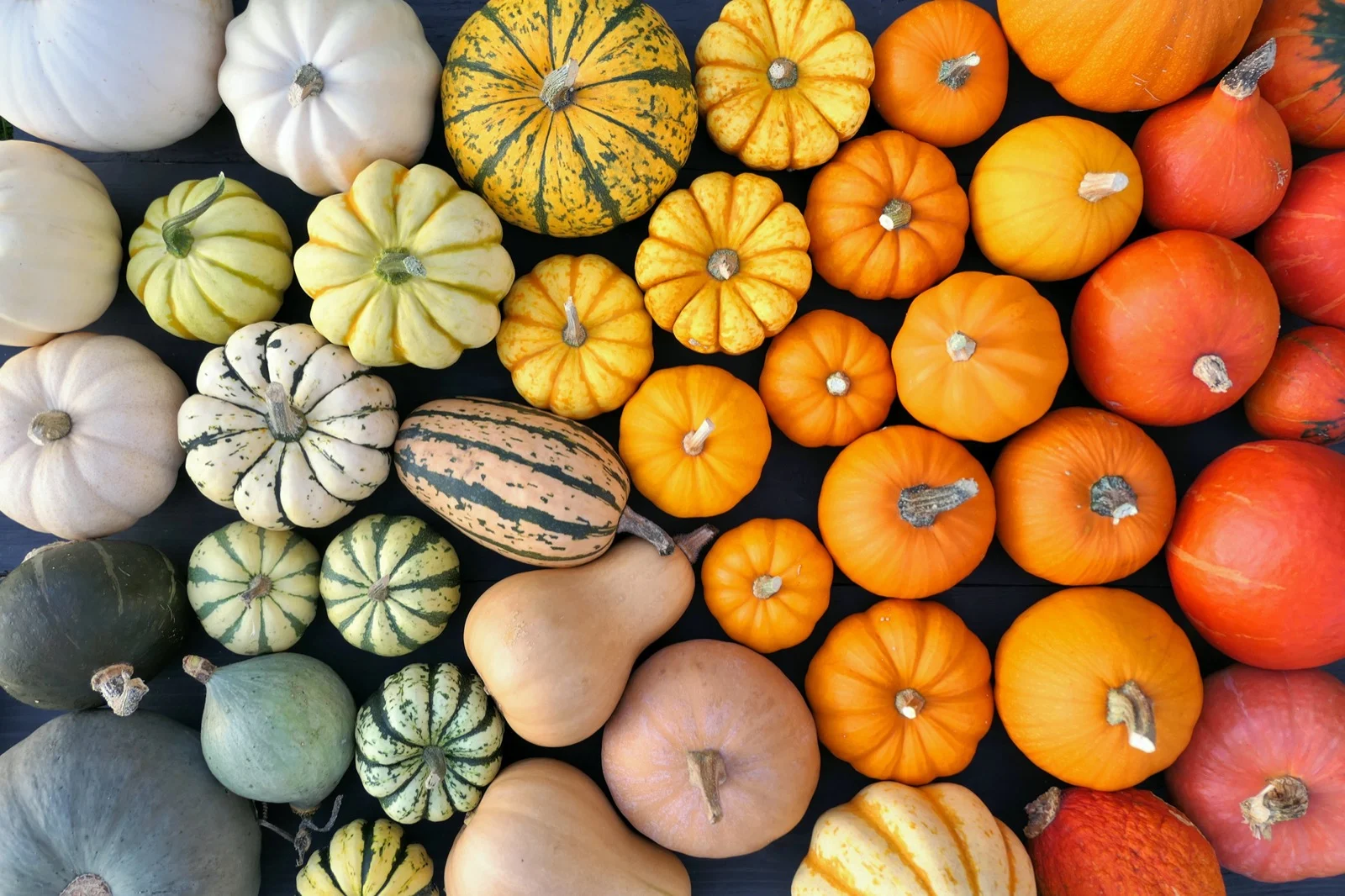 how to harvest pumpkins 