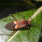 Squash bug