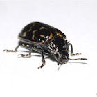 Leaf Beetle