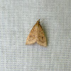 Celery Leaftier Moth