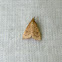 Celery Leaftier Moth