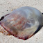 Cannonball Jellyfish