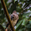 Red turtle dove