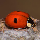 Two-spot Ladybird