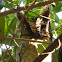 Collared Scops Owl