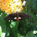 Common Mormon