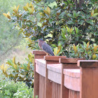 Green Heron