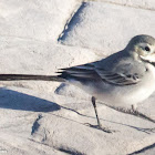 White Wagtail; Lavandera Blanca