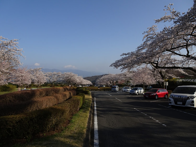 スカイラインのさくらとコラボ・春のドライブ・富士霊園の桜に関するカスタム事例の投稿画像3枚目