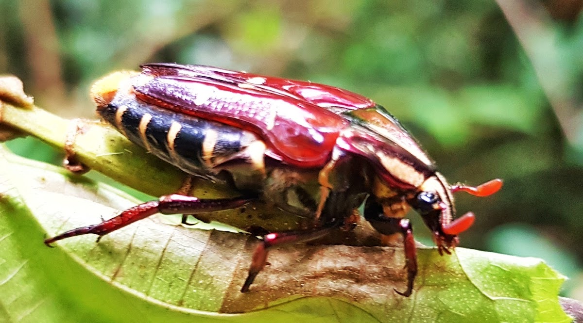 Flower Chafers