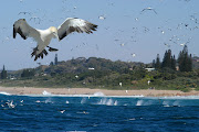 Gannets dive in during the sardine run.