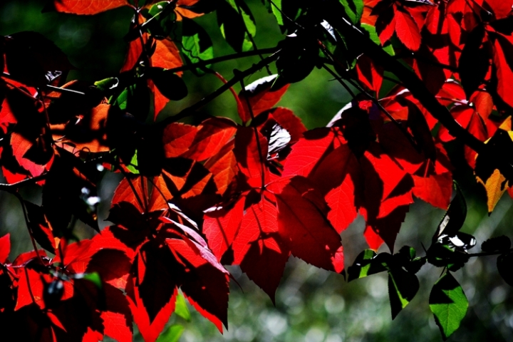 Ogni foglia è un fiore di iaio