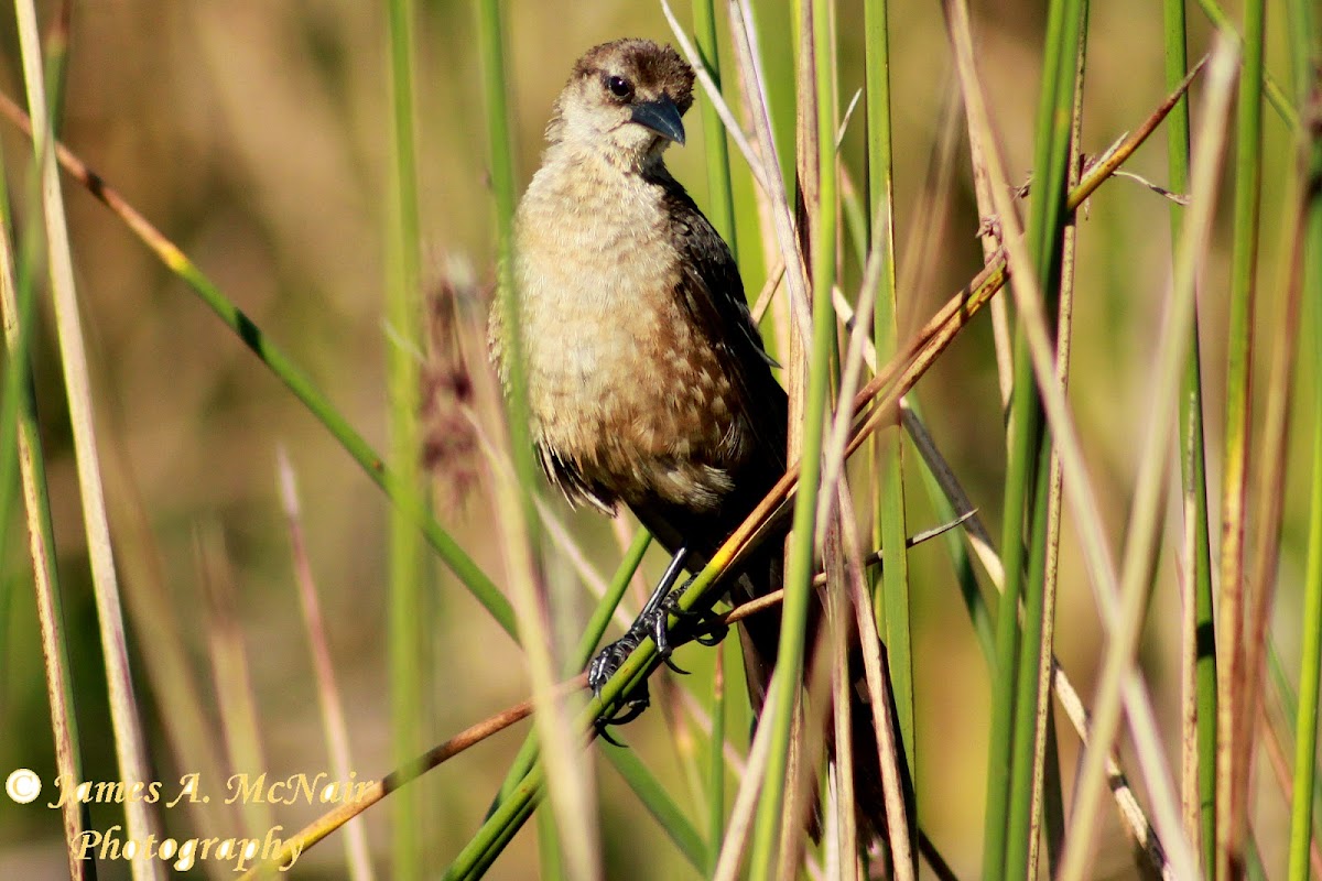 Boat-tailed Grackle (female)