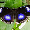 Blue Moon, Varied Eggfly. ♂