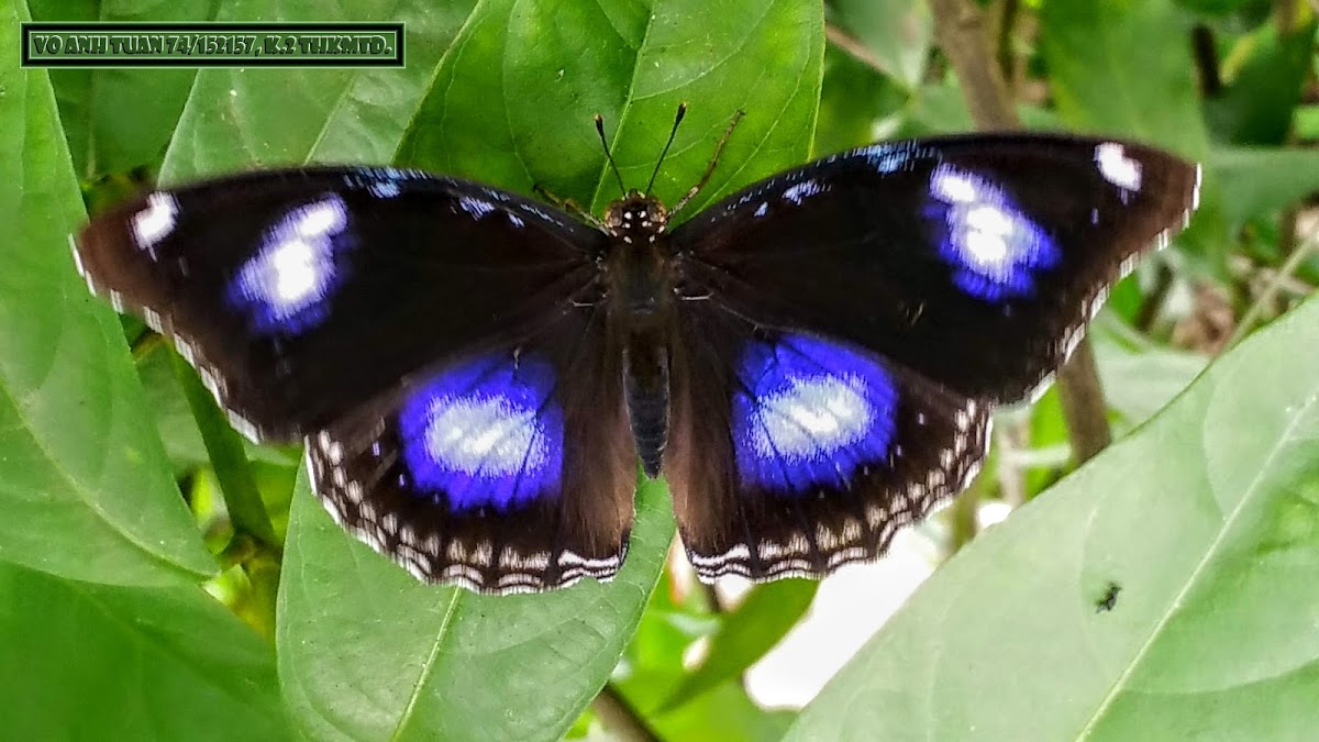 Blue Moon, Varied Eggfly. ♂