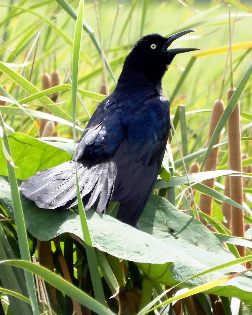 Great-Tailed Grackle