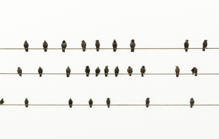 Birds perch on electric wires small promo image