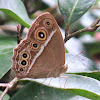 Dark Brand Bush Brown Butterfly