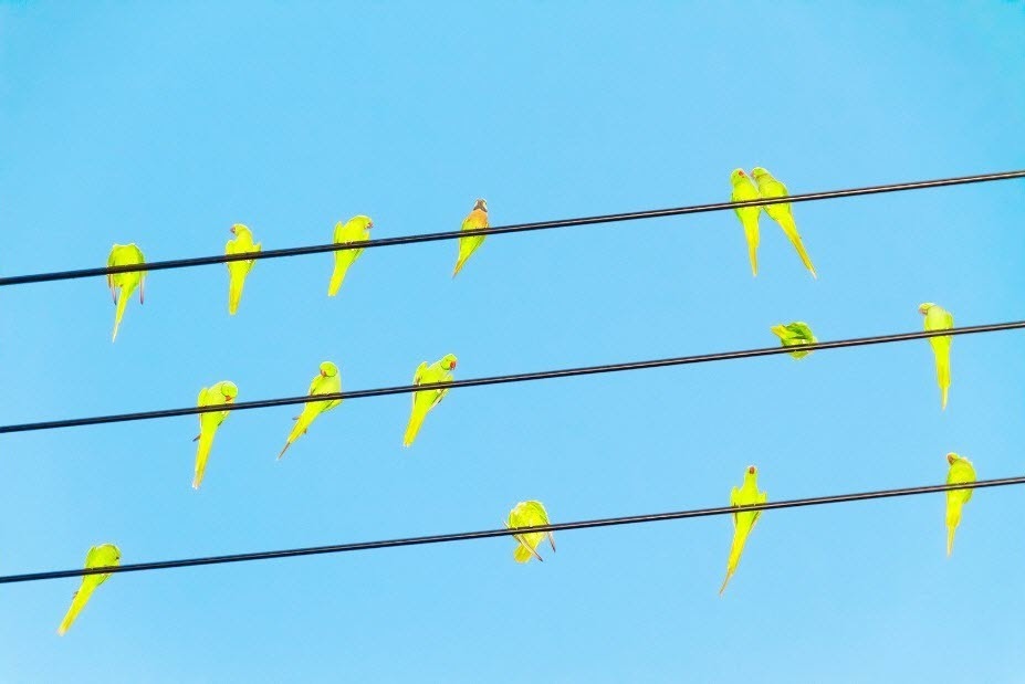 A invasão dos pássaros nas cidades do Japão