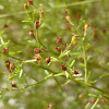 Pineland Pinweed