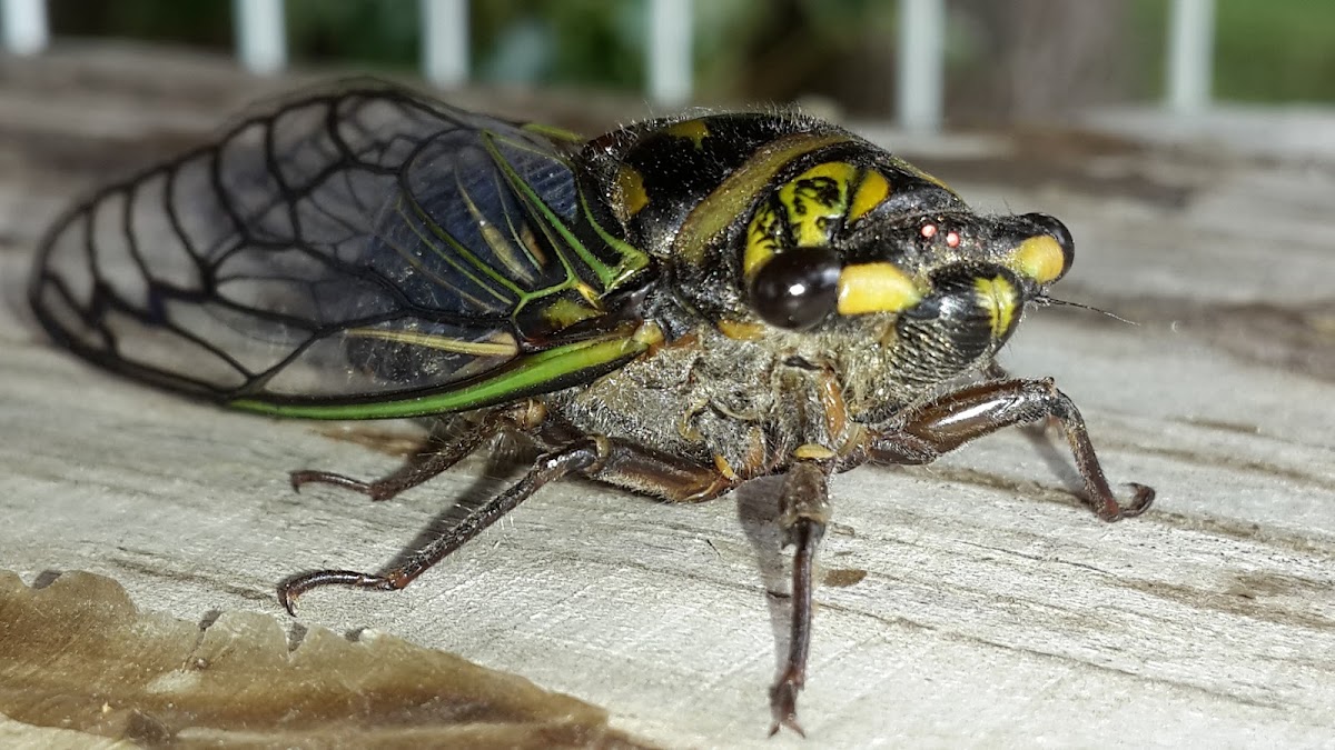 Cicada