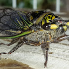 Cicada