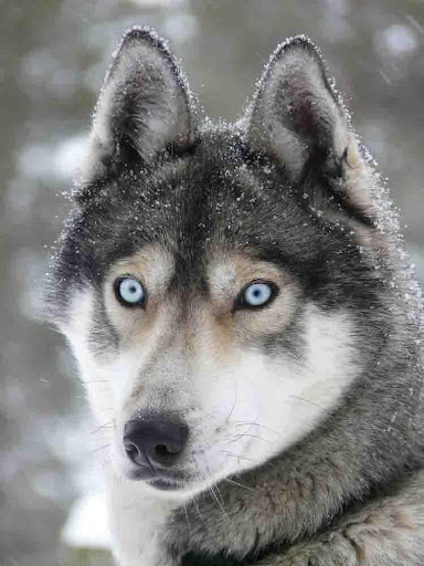 Siberian Husky Wallpaper