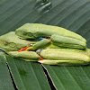 Red-eyed Tree Frogs