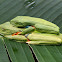 Red-eyed Tree Frogs