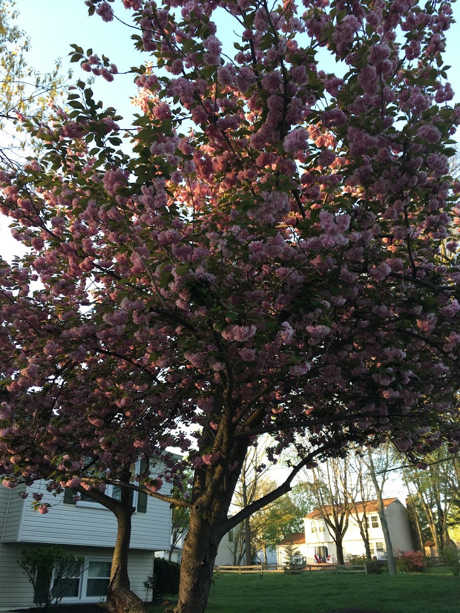 Cherry Tree